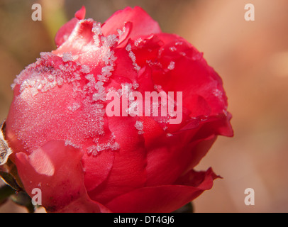 I cristalli di gelo su una fiammante rosa rossa in Early Morning Light Foto Stock