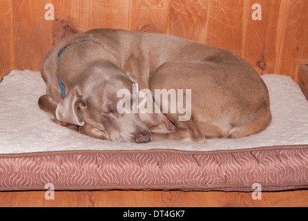 Vecchio cane avvolto a ricciolo, dormendo tranquillamente sul suo letto morbido Foto Stock