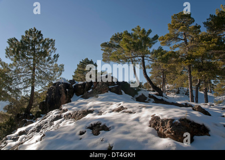 Paesaggio nevicato, parco naturale sierras de Cazorla Segura y las Villas, jaen-provincia, regione dell'Andalusia, Spagna; Europa Foto Stock