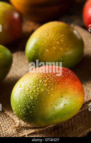 Organic colorful ripe Mango su uno sfondo Foto Stock