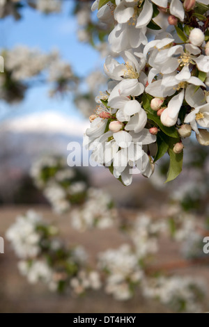 La primavera bianca fiorisce su un albero ornamentale di mele granchio con Pikes Peak in background Foto Stock