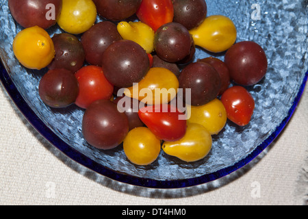 Minuscoli e multicolori cimelio di pomodori (Solanum Lycopersicum) in un piatto blu Foto Stock