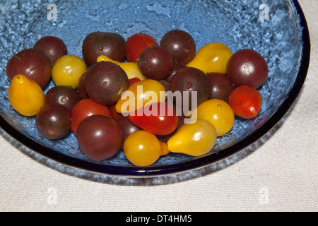 Minuscoli e multicolori cimelio di pomodori (Solanum Lycopersicum) in un piatto blu Foto Stock