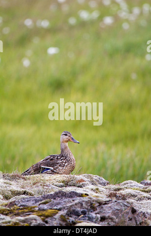 Femmina Mallard duck a Djúpivogur zone umide, Islanda Foto Stock