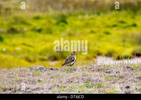 Golden plover in zone umide Djúpivogur, Islanda Foto Stock