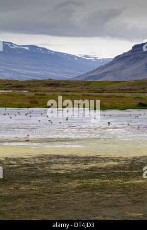 Djúpivogur zone umide, Islanda Foto Stock