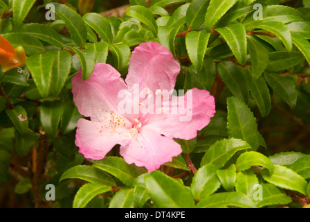 Pacific rhododendron bloom su nero huckleberry, Oregon Dunes National Recreation Area, Oregon Foto Stock