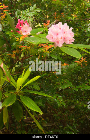 Pacific rododendri (Rhododendron macrophyllum), Oregon Dunes National Recreation Area, Oregon Foto Stock