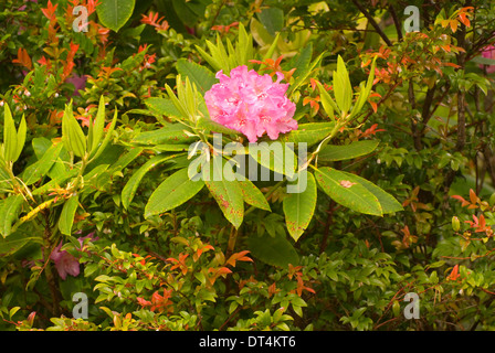 Pacific rododendri (Rhododendron macrophyllum), Oregon Dunes National Recreation Area, Oregon Foto Stock