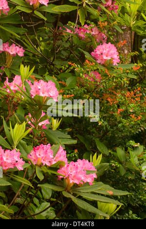 Pacific rododendri (Rhododendron macrophyllum) nella evergreen huckleberry (Vaccinium ovatum), Jessie Honeyman parco statale, Oregon Foto Stock