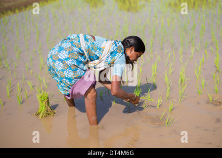 Le donne indiane Piantagione di giovani piante di riso in un campo di risone. Andhra Pradesh, India Foto Stock