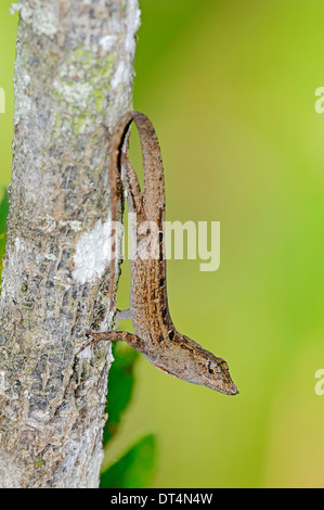 Anole marrone, Anole cubano o Bahaman Anole (Anolis sagrei, Norops sagrei), Florida, Stati Uniti d'America Foto Stock