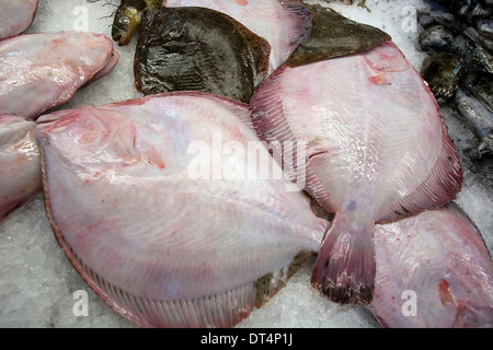 Primo piano di tre nuove materie flatfishes sul mare tabella di mercato Foto Stock