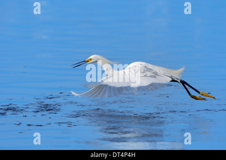 Snowy Garzetta (Egretta thuja), Sanibel Island, Florida, Stati Uniti d'America Foto Stock