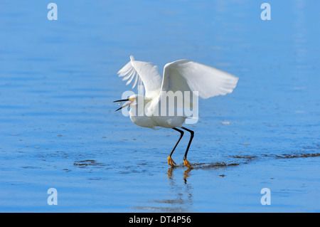 Snowy Garzetta (Egretta thuja) con pesci sequestrati, Sanibel Island, Florida, Stati Uniti d'America Foto Stock