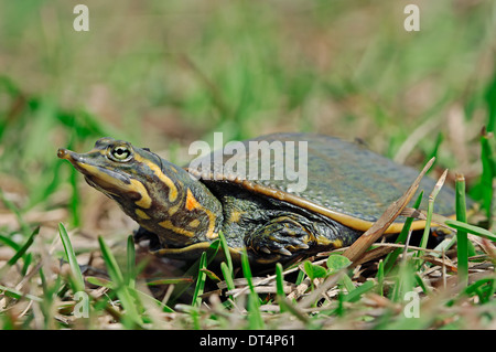 Florida Softshell Turtle (Apalone ferox, Trionyx ferox), i capretti Everglades National Park, Florida, Stati Uniti d'America Foto Stock