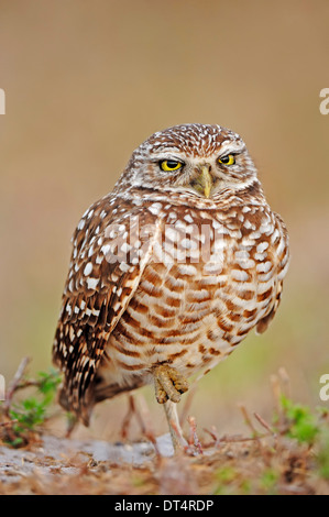 Scavando Il Gufo (Speotyto cunicularia, Athene cunicularia), Florida, Stati Uniti d'America Foto Stock