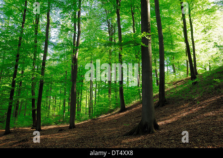 Comune di faggio o di unione del bosco di faggio (Fagus sylvatica) in primavera, Lauenburg Lakes Nature Park, Schleswig-Holstein, Germania Foto Stock