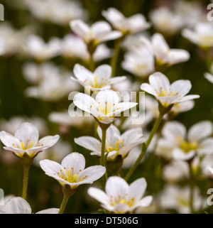 Prato bianco sassifraga fiori in giugno Foto Stock