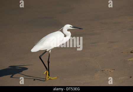 Garzetta close up,bharatpur santuario,l'india Foto Stock