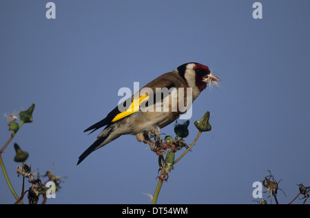 Cardellino europeo (Cardeulis cardeulis) Alimentazione adulto sui semi di tarassaco Maerseyside Southport Regno Unito Foto Stock