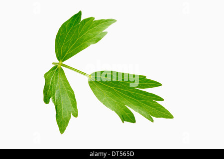 (Levistico Levisticum officinale), foglie Foto Stock