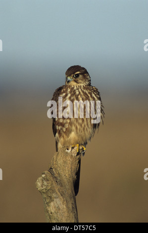 MERLIN (Falco columbarius) femmina adulta Marshside Marsh Southport MERSEYSIDE REGNO UNITO Foto Stock