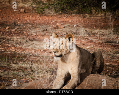 Lion stalking preda sulle pianure africane in Kenya Foto Stock