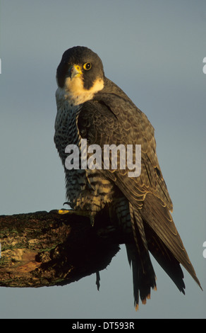 Falco pellegrino (Falco peregrinus) femmina adulta appollaiato ceppo di albero Marshside Marsh Southport MERSEYSIDE REGNO UNITO Foto Stock