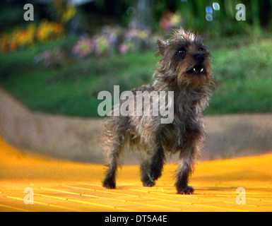 TOTO IL Wizard of Oz (1939) Foto Stock