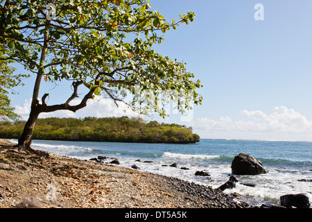 Granelli di tutte le dimensioni di coprire la spiaggia da iles ilot Sancho, è una piccola isola deserta nel distretto di Savannah, Mauritius. Foto Stock