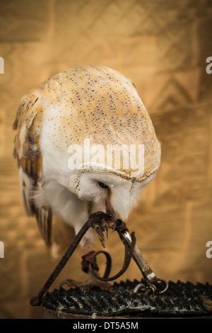 Il gufo ritratto, il gufo reale, il concetto della fauna selvatica Foto Stock