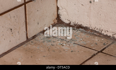 Mitigato pareti con diversi tipi di stampo (close-up shot) Foto Stock