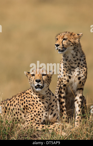 Ghepardo femmina con un cub Foto Stock