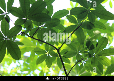 La luce del sole che splende attraverso un baldacchino di foglie Foto Stock
