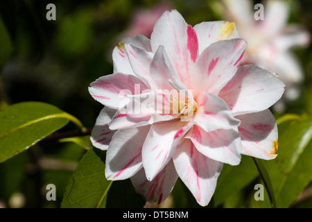 Camellia japonica 'Lady Vansittart arrossire' Foto Stock