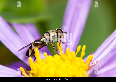 Zampe spesse hoverfly, Syritta pipiens alimentazione su Aster x frikartii 'Monch' Foto Stock