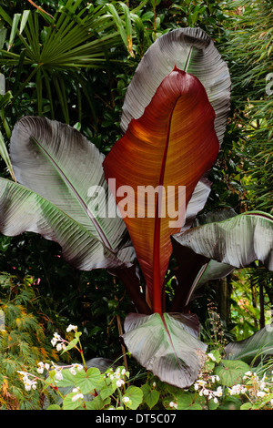 Red lasciava Abysssinian banana, Ensete ventricosum 'Maurelii' Foto Stock