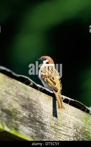 TREE SPARROW (Passer montanus) maschio adulto Ribchester Lancashire England Regno Unito Foto Stock