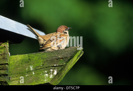 TREE SPARROW (Passer montanus) maschio adulto visualizzazione Ribchester Lancashire England Regno Unito Foto Stock