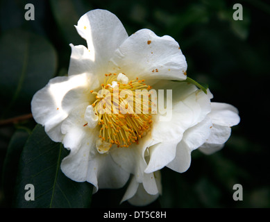 Camellia è un genere di piante in fiore nella famiglia Theaceae. Essi si trovano in Europa orientale e in Asia del sud, dall'Himalaya Foto Stock