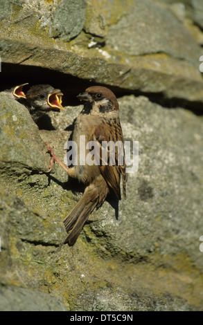 TREE SPARROW (Passer montanus) adulto alimentazione dei giovani al foro di nido in pietra a secco Ribchester parete Lancashire England Regno Unito Foto Stock