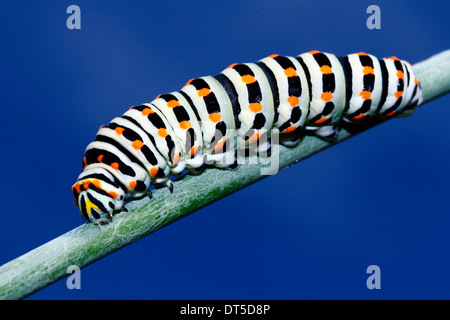 Questa primavera bellissima caterpillar diventa una farfalla impressionante Foto Stock