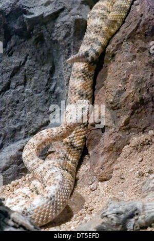 Chiazzato Rattlesnake (Crotalus mitchellii), Messico Foto Stock