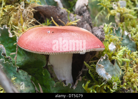 Il sickener, Russula emetica, crescente tra il muschio, il Parco Nazionale di Banff, Alberta Foto Stock