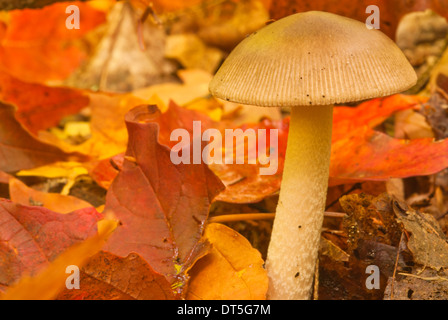 Amanita ceciliae, beige funghicoltura tra caduto foglie di acero, Algonquin Provincial Park, Ontario Foto Stock