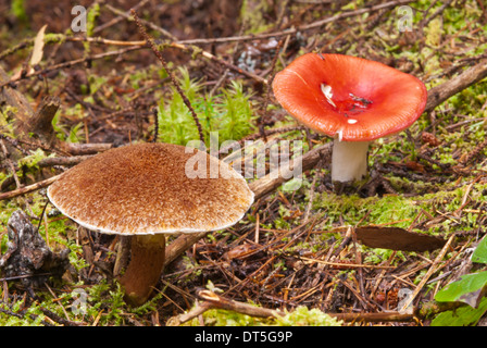 Il sickener, Russula emetica, crescente lungo il lato di un incavo a gambo, bolete Suillus cavipes, Algonquin Provincial Park Foto Stock