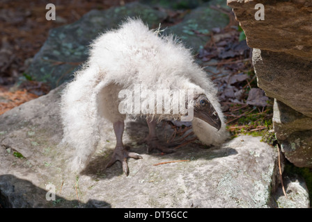 La Turchia vulture pulcino, Cathartes aura, in piedi su un sun-lite rock, Charleston Lake Provincial Park, Ontario Foto Stock