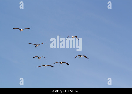 Stormo di oche del Canada ali fuori teso scorrevolezza sulla corrente di vento Foto Stock