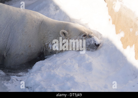 Femmina di orso polare in appoggio int egli ombra nella neve e l'acqua di Toronto Zoo Foto Stock